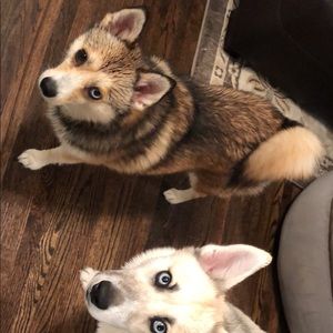 Meet your Posher, Holly